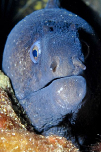 A Moray seen on my first ever dive in Croatia.  Taken wit... by Paul Colley 